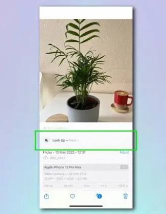 蒲江苹果相机维修分享如何使用iPhone相机识别植物和花卉 